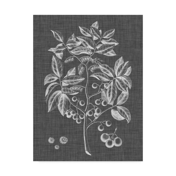 Trademark Fine Art 'Graphic Foliage VI' Canvas Art by Vision Studio