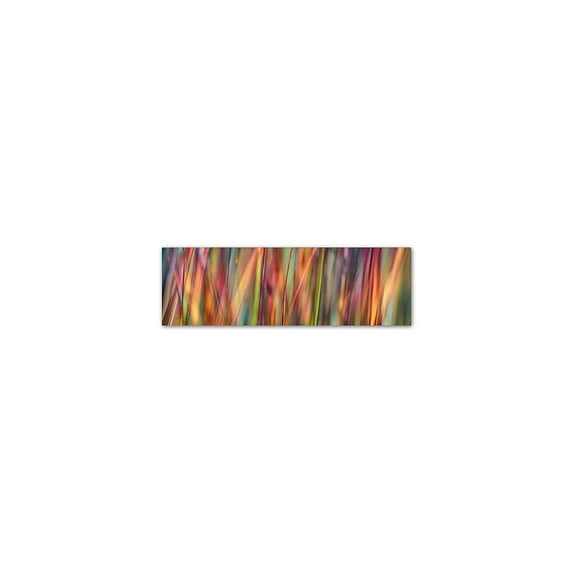 Trademark Fine Art 'Grass Spectrography' Canvas Art by Cora Niele