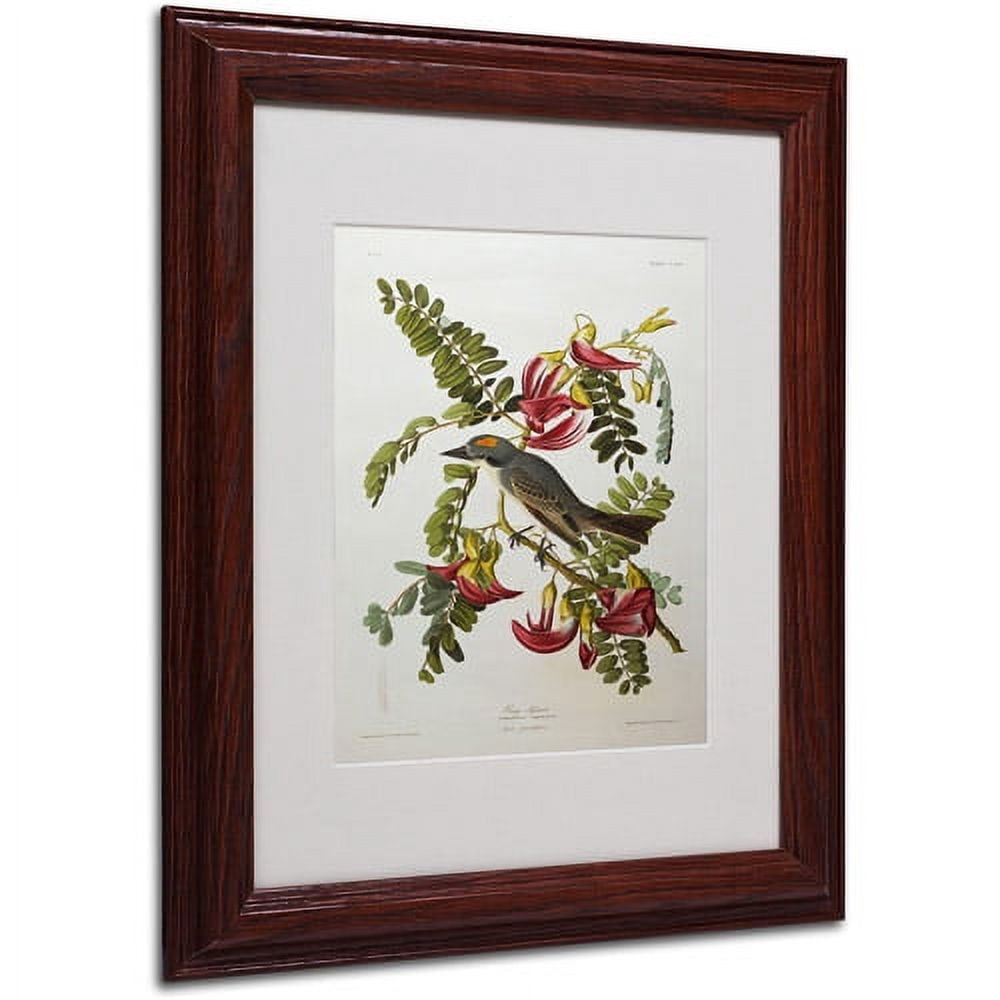 Trademark Fine Art "Gray Tyrant, Gray Kingbird" Canvas Art by John James Audubon, Wood Frame