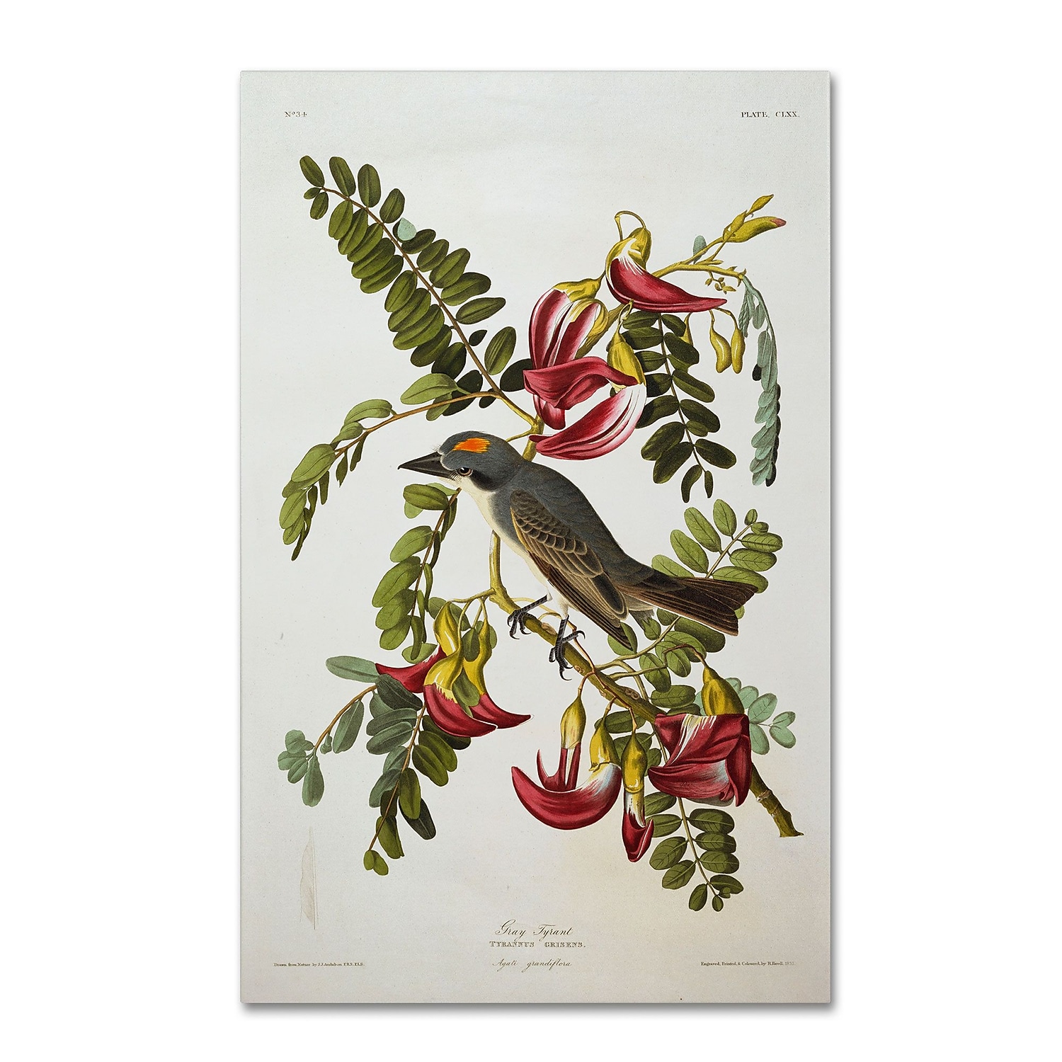 Trademark Fine Art "Gray Tyrant, Gray Kingbird" Canvas Art by John James Audubon
