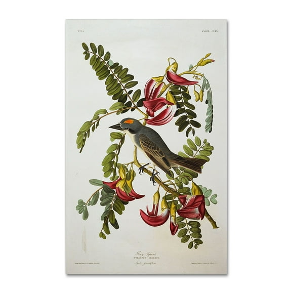 Trademark Fine Art "Gray Tyrant, Gray Kingbird" Canvas Art by John James Audubon