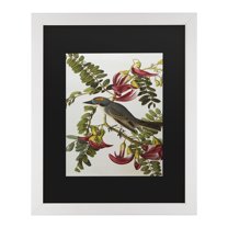 Trademark Fine Art 'Gray Tyrant Gray Kingbird' Canvas Art by John James Audubon