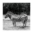 thumbnail image 1 of Trademark Fine Art 'Gray Zebra' Canvas Art by Incredi, 1 of 3