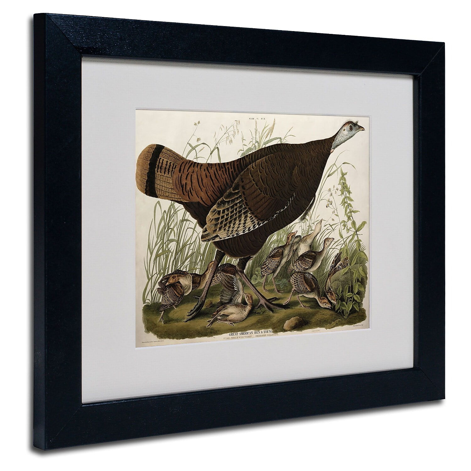 Trademark Fine Art "Great American Hen and Young" Canvas Art by John James Audubon, Black Frame