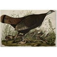 thumbnail image 1 of Trademark Fine Art "Great American Hen and Young" Canvas Art by John James Audubon, 1 of 3
