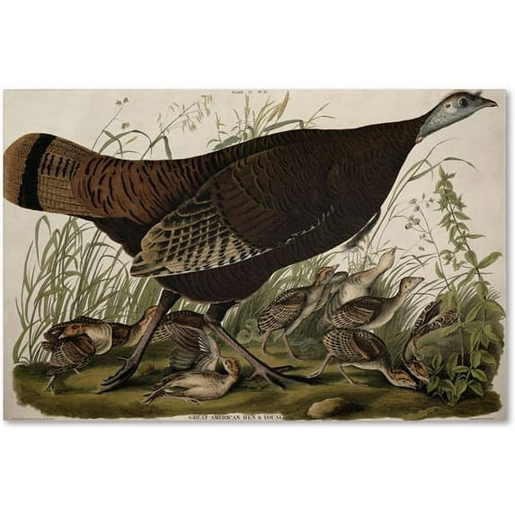 Trademark Fine Art "Great American Hen and Young" Canvas Art by John James Audubon