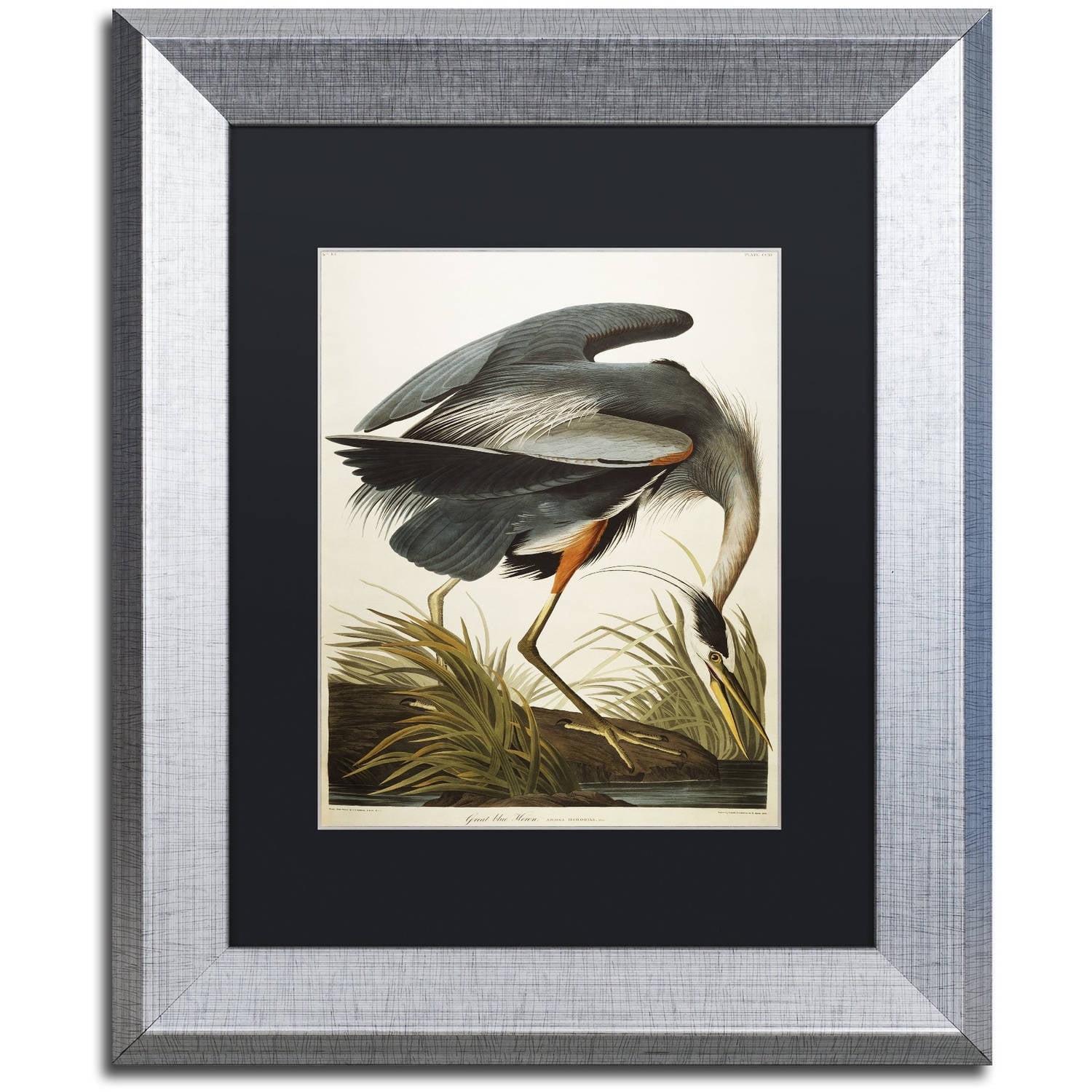 Trademark Fine Art "Great Blue Heron" Canvas Art by John James Audubon Black Matte, Silver Frame