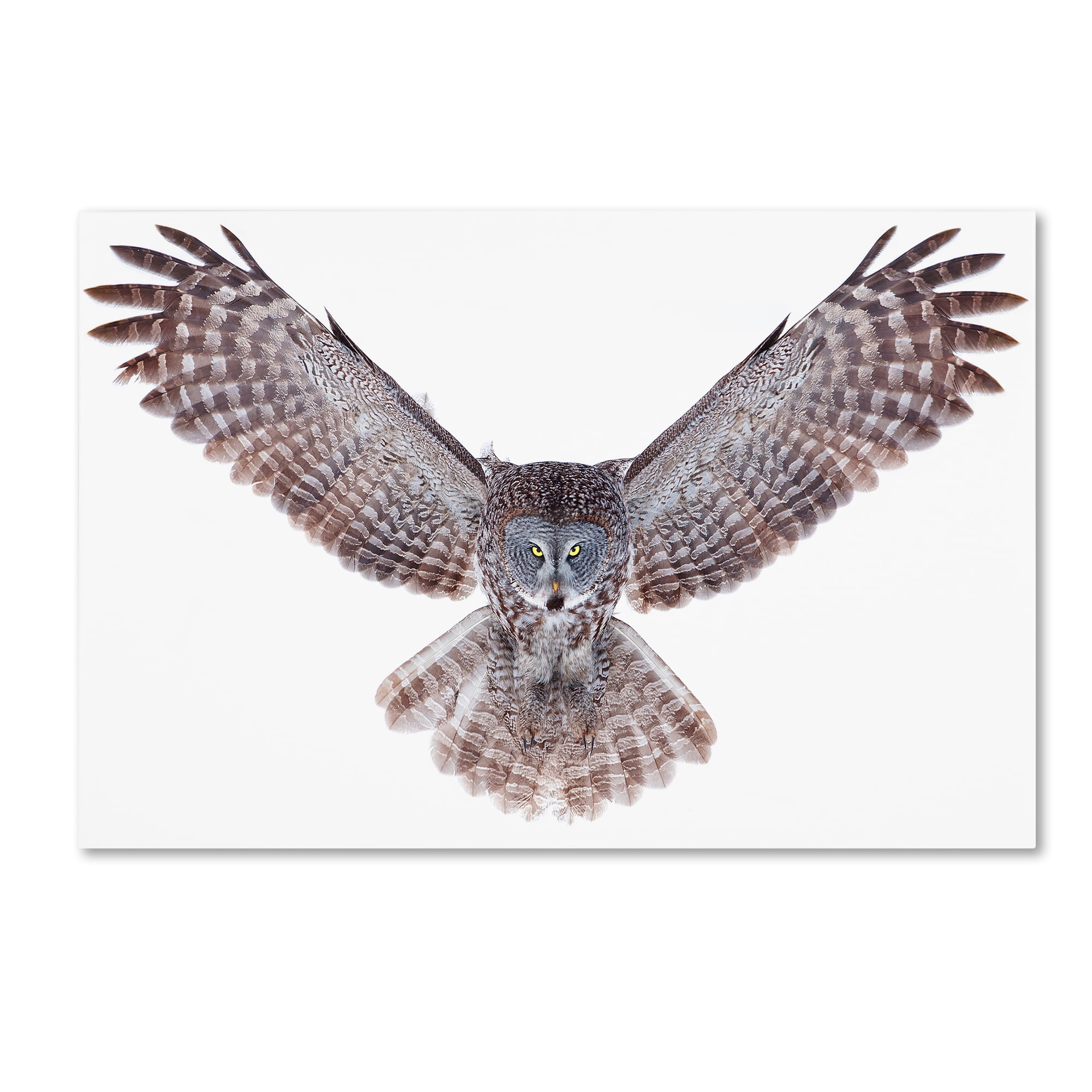 Trademark Fine Art 'Great Grey Owl' Canvas Art by Jim Cumming