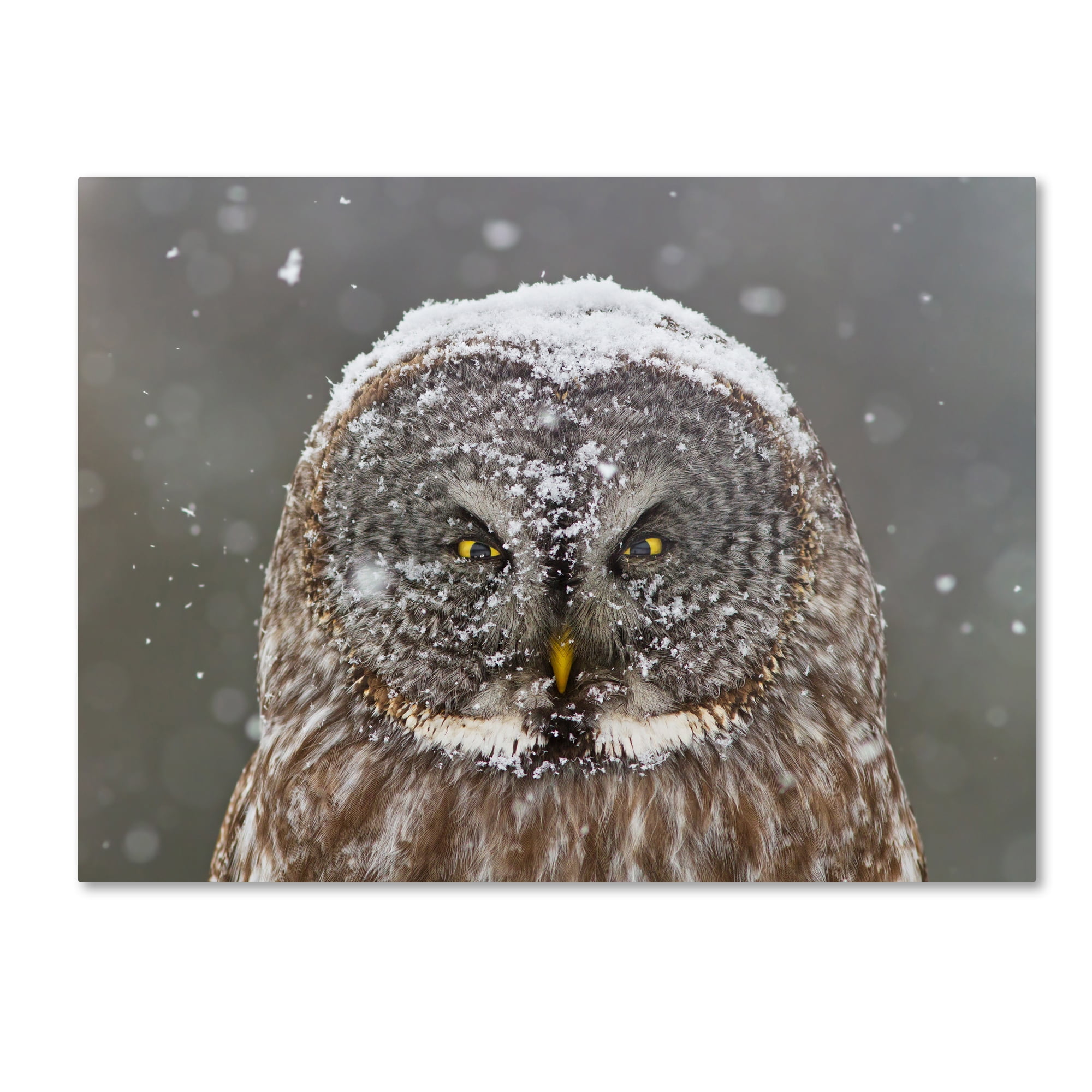 Great Grey Owl Winter Portrait Framed Canvas Art 18" x 24"
