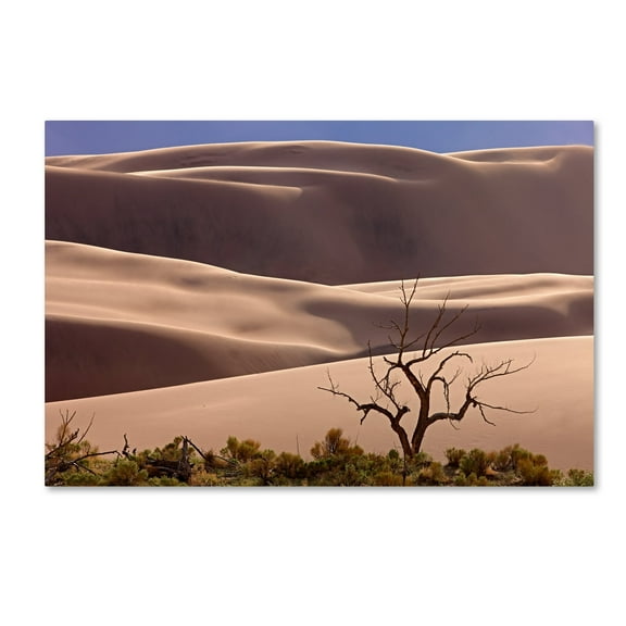 Trademark Fine Art 'Great Sand Dunes NP Tree' Canvas Art by Mike Jones Photo
