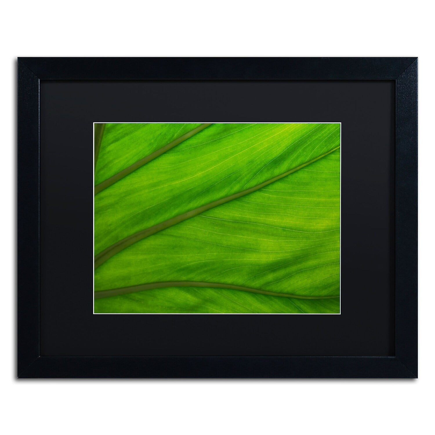 Trademark Fine Art "Green Elephant Ear Abstract" Canvas Art by Kurt Shaffer Black Matte, Black Frame