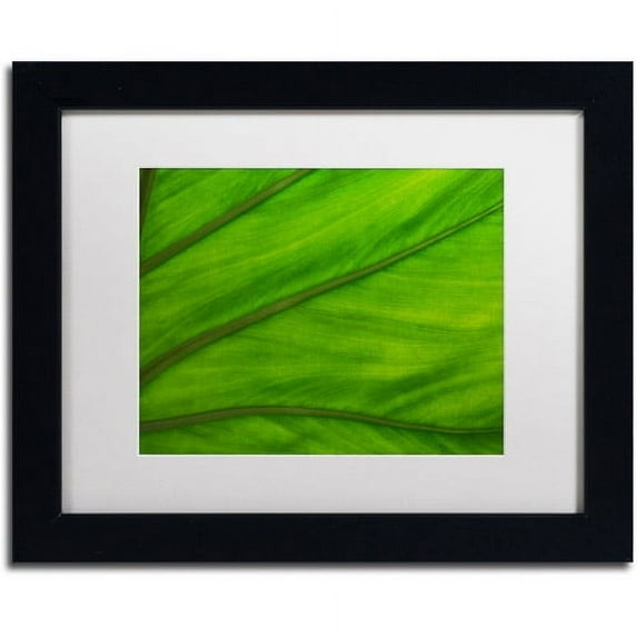 Trademark Fine Art "Green Elephant Ear Abstract" Canvas Art by Kurt Shaffer White Matte, Black Frame