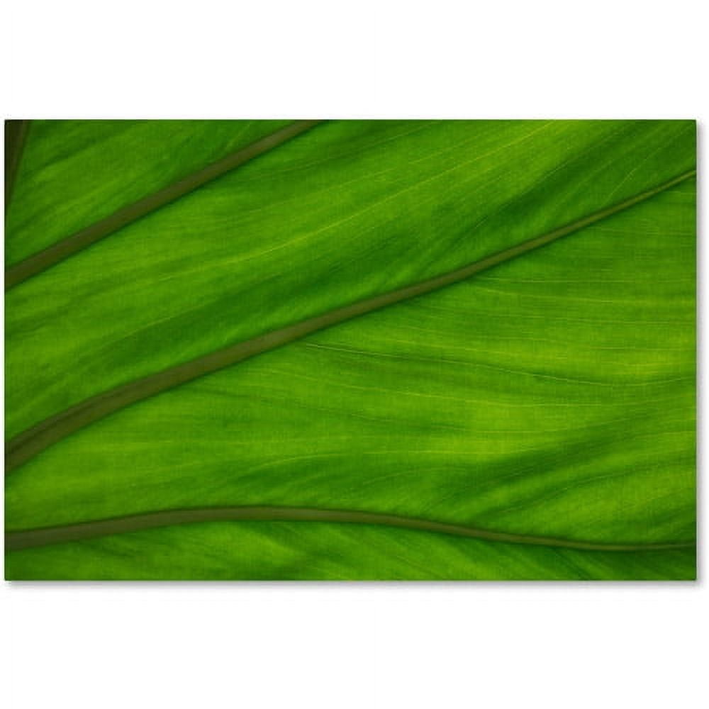 Trademark Fine Art "Green Elephant Ear Leaf Abstract" Canvas Art by Kurt Shaffer