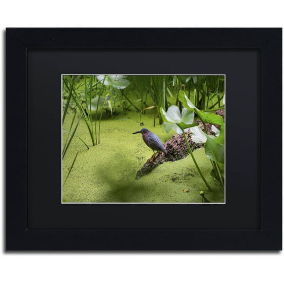 Trademark Fine Art "Green Heron" Canvas Art by Kurt Shaffer, Black Matte, Black Frame