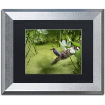 Trademark Fine Art "Green Heron" Canvas Art by Kurt Shaffer, Black Matte, Silver Frame