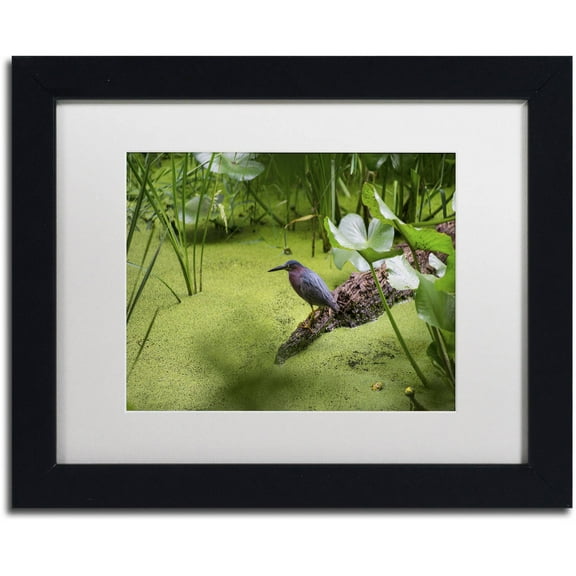 Trademark Fine Art "Green Heron" Canvas Art by Kurt Shaffer, White Matte, Black Frame