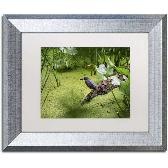 Trademark Fine Art "Green Heron" Canvas Art by Kurt Shaffer, White Matte, Silver Frame