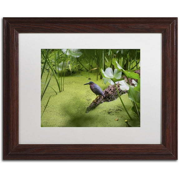 Trademark Fine Art "Green Heron" Canvas Art by Kurt Shaffer, White Matte, Wood Frame