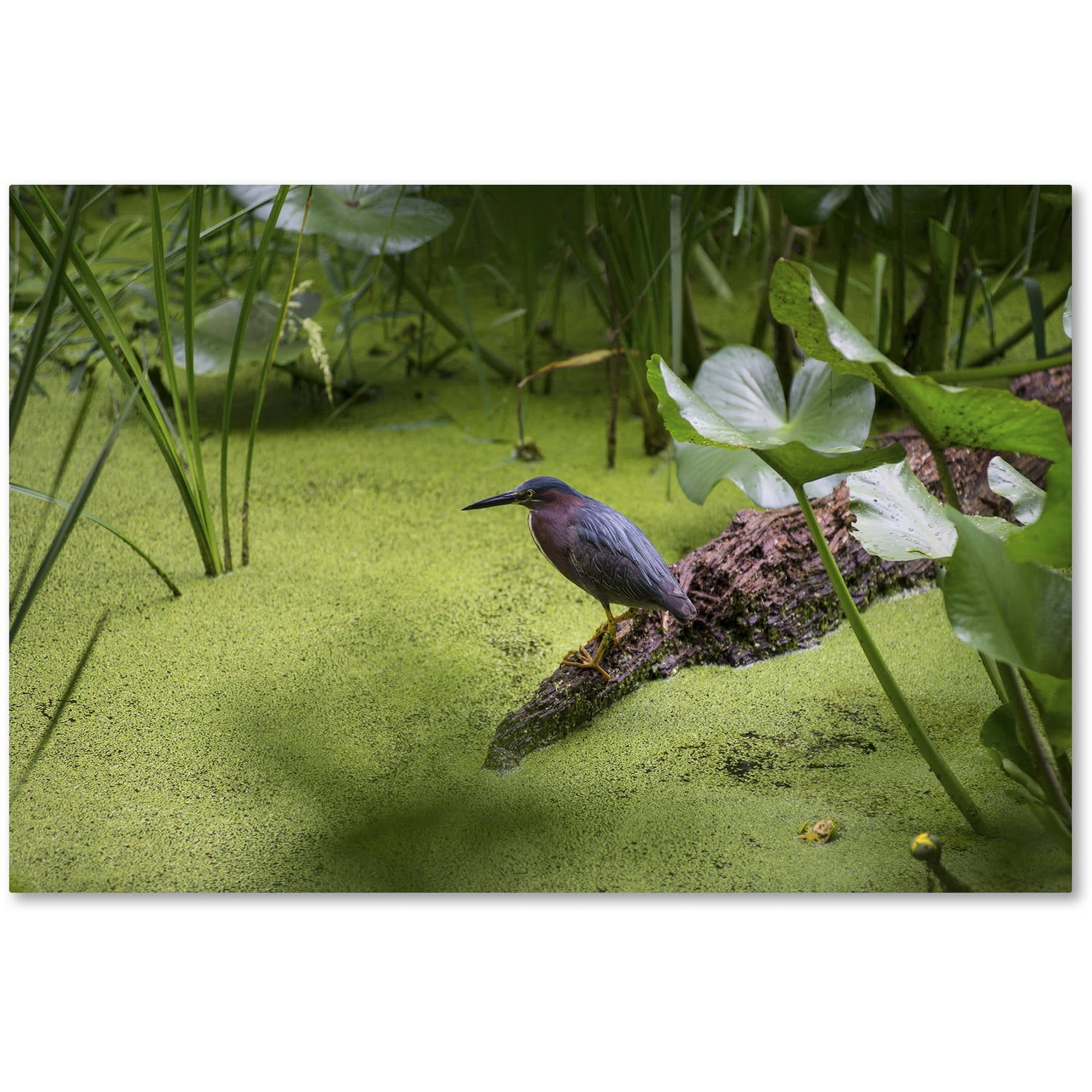 Trademark Fine Art "Green Heron" Canvas Art by Kurt Shaffer