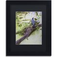 thumbnail image 1 of Trademark Fine Art "Green Heron II" Canvas Art by Kurt Shaffer, Black Matte, Black Frame, 1 of 4