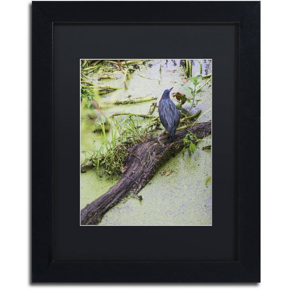 Trademark Fine Art "Green Heron II" Canvas Art by Kurt Shaffer, Black Matte, Black Frame