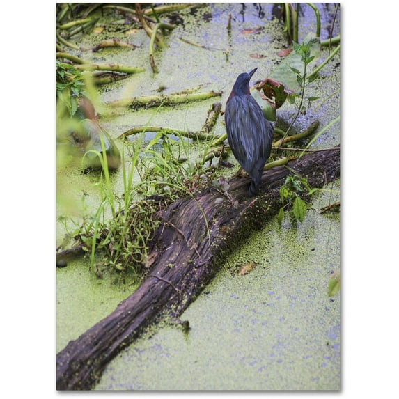 Trademark Fine Art "Green Heron II" Canvas Art by Kurt Shaffer