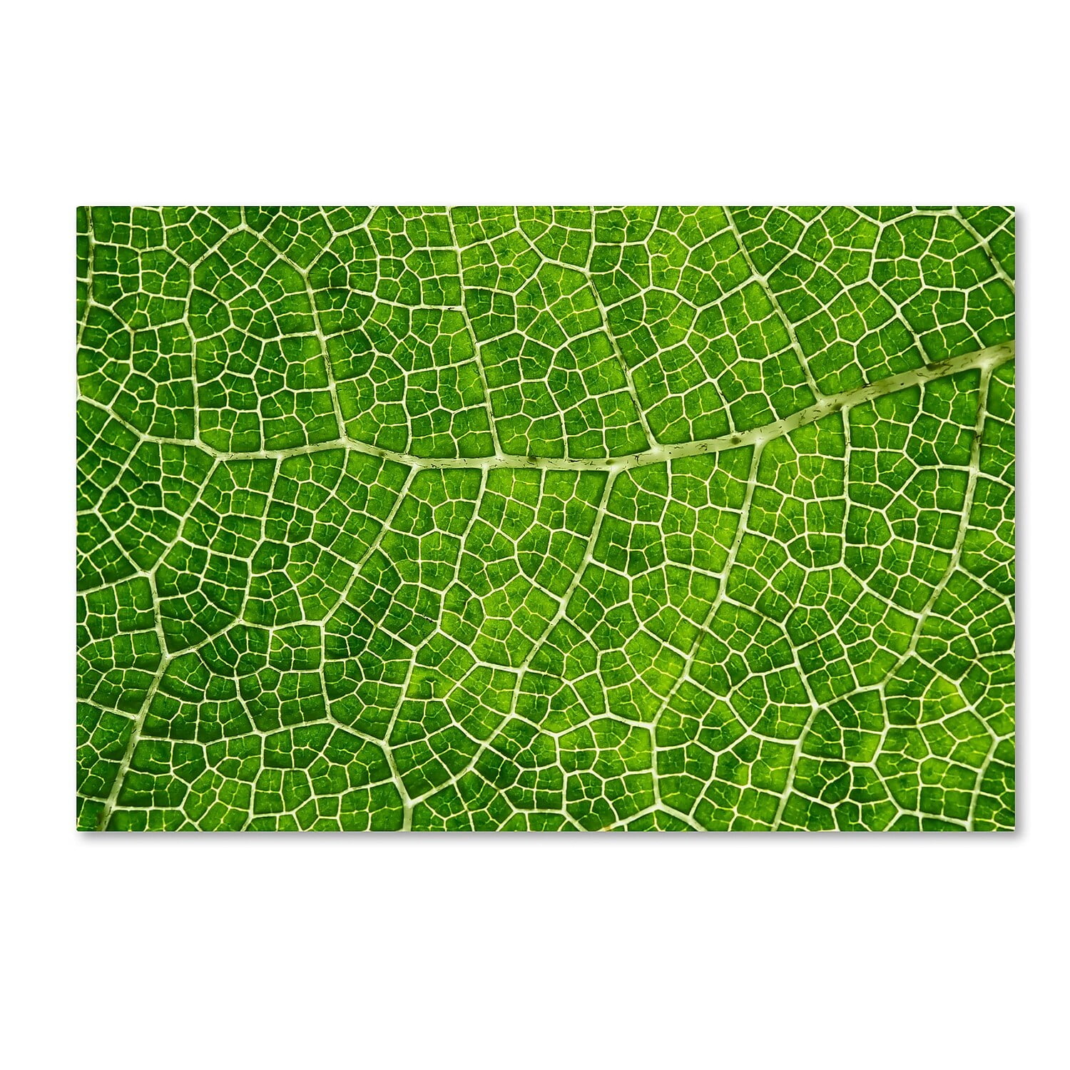 Green Leaf Texture Abstract Canvas Art with Hidden Frame