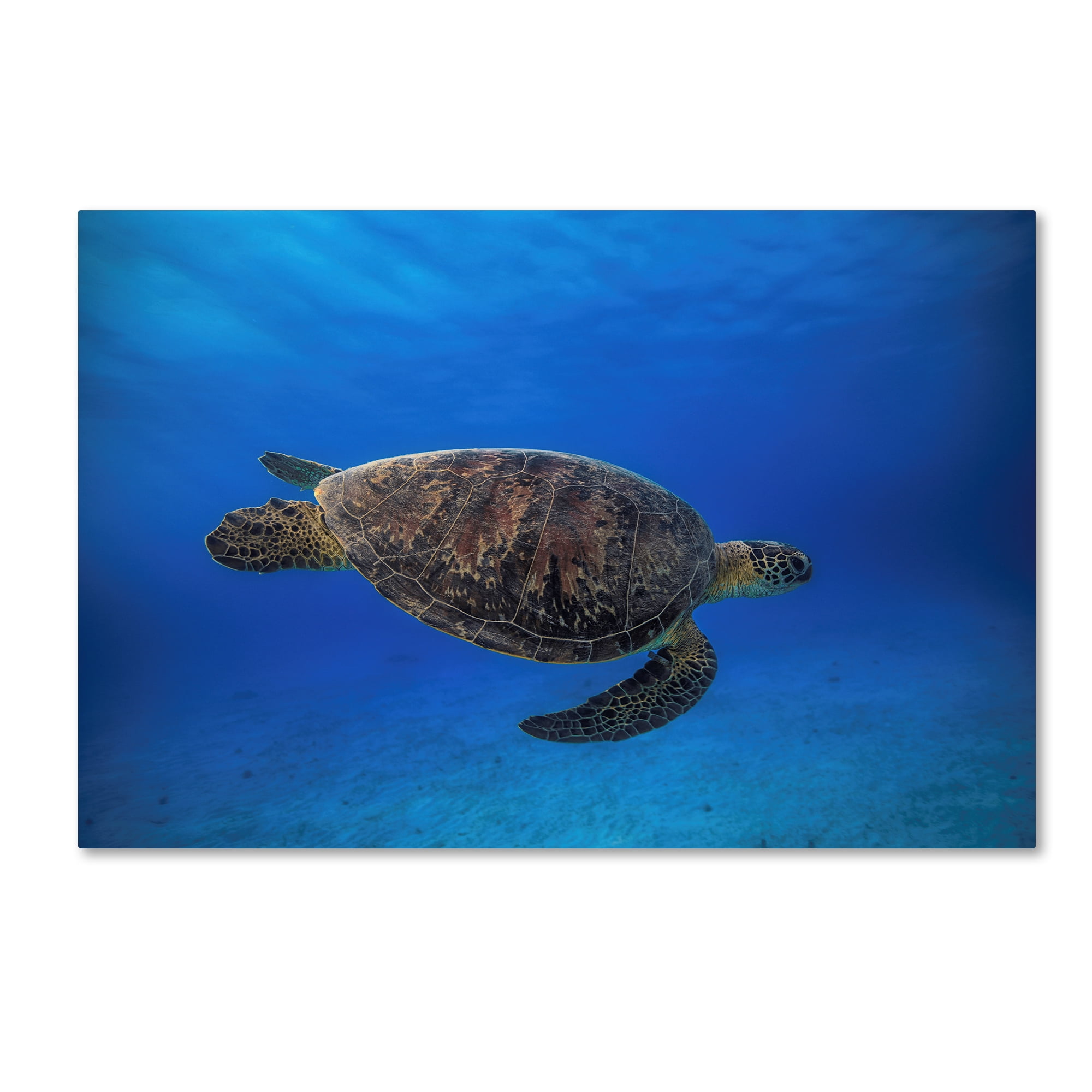 Trademark Fine Art 'Green Turtle In The Blue I' Canvas Art by Barathieu Gabriel