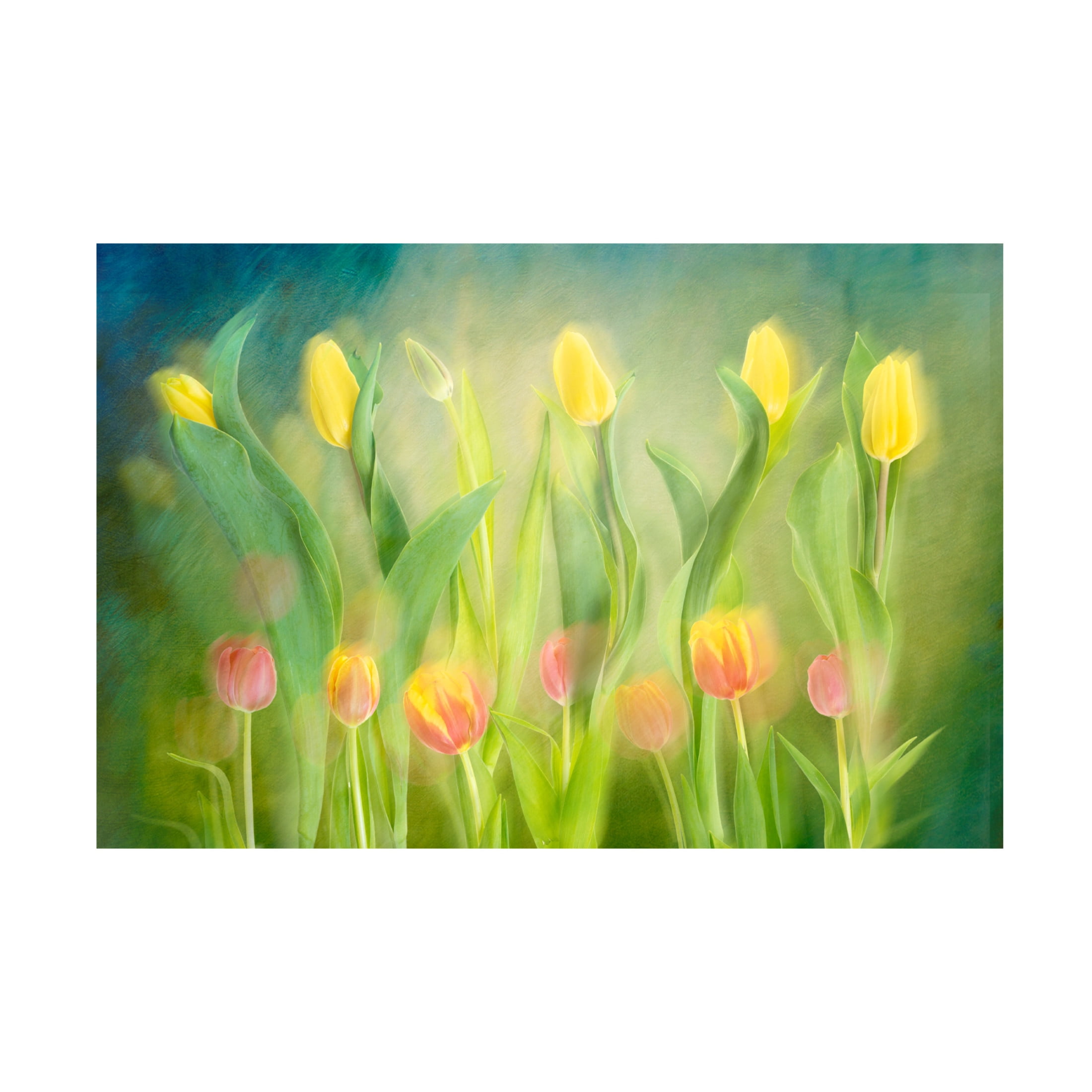 Trademark Fine Art Greetje van Son Dancing Tulips Canvas Wall Art