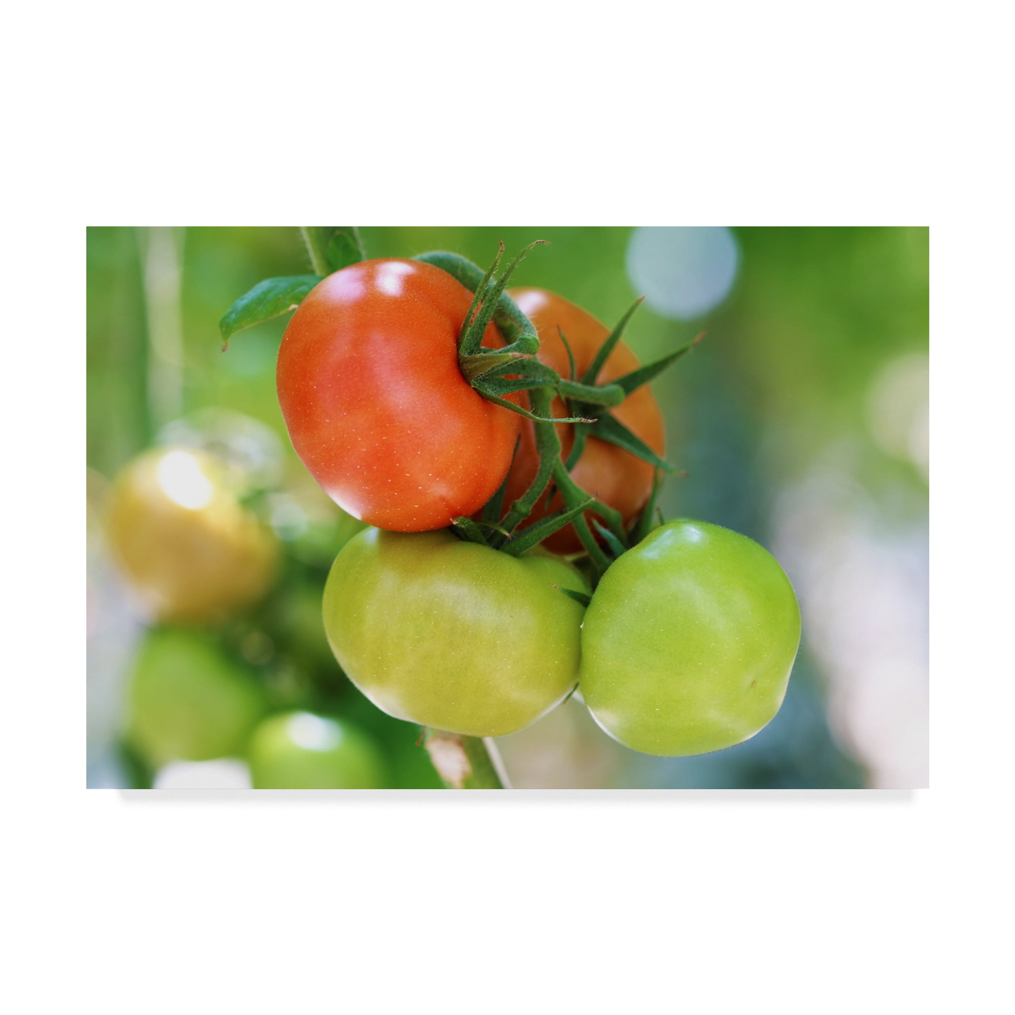 Trademark Fine Art 'Growing Tomatoes' Canvas Art by Incredi