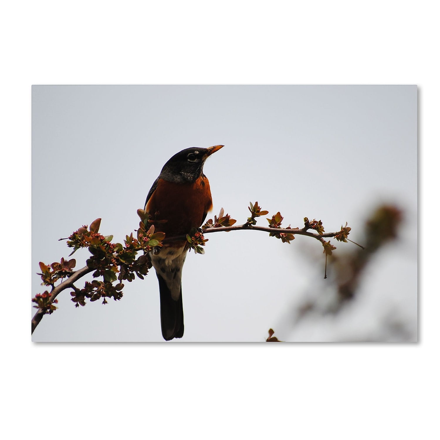 Trademark Fine Art "Guardian" Canvas Art by Monica Mize