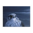 thumbnail image 1 of Trademark Fine Art 'Gyrfalcon Portrait' Canvas Art by Ron Parker, 1 of 3