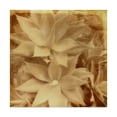 thumbnail image 1 of Trademark Fine Art 'Halia Aloha IV' Canvas Art by Jason Johnson, 1 of 4
