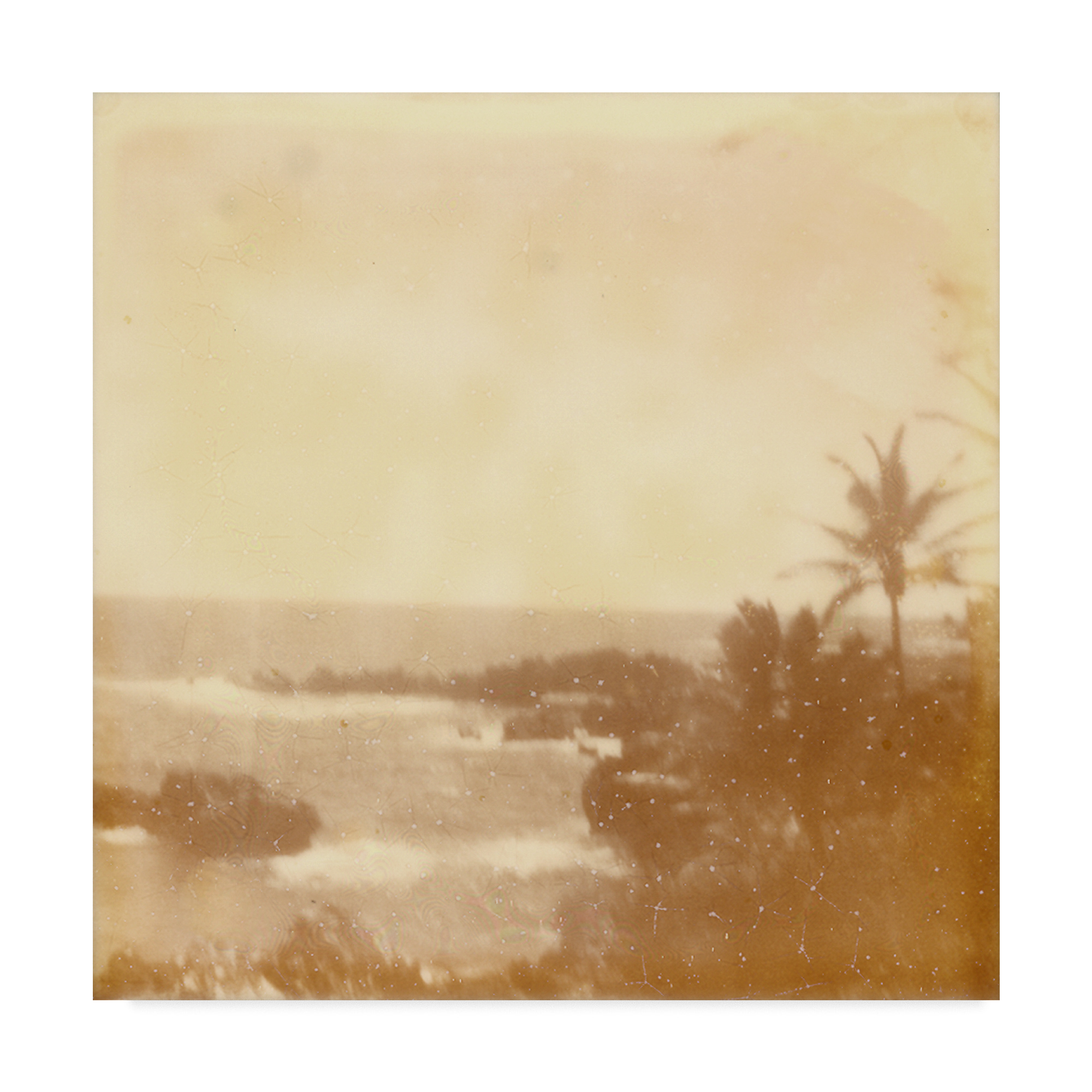 Trademark Fine Art 'Halia Aloha VIII' Canvas Art by Jason Johnson