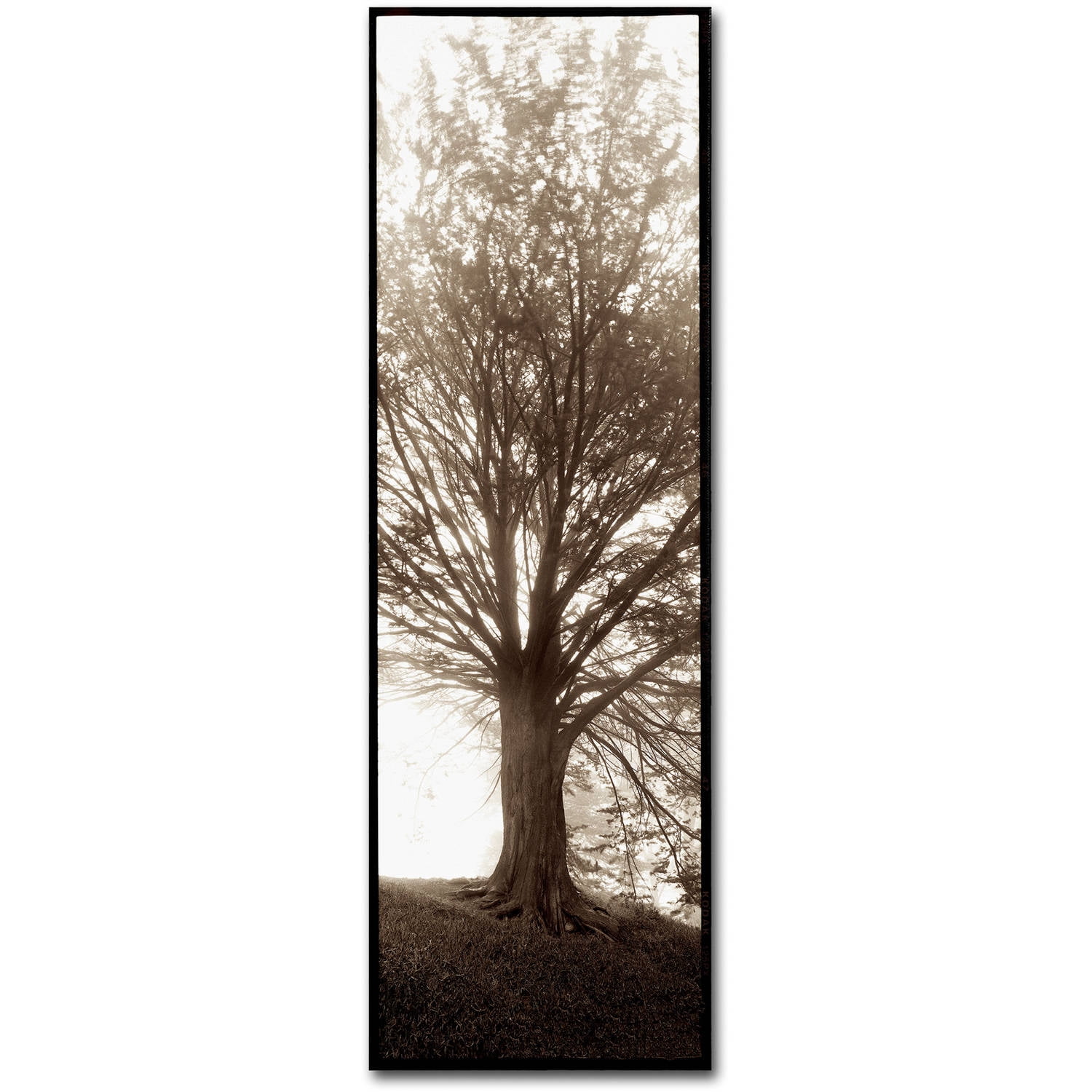 Trademark Fine Art Alan Blaustein Hampton Gates Tree No. 1 Canvas Wall Art - 8x24