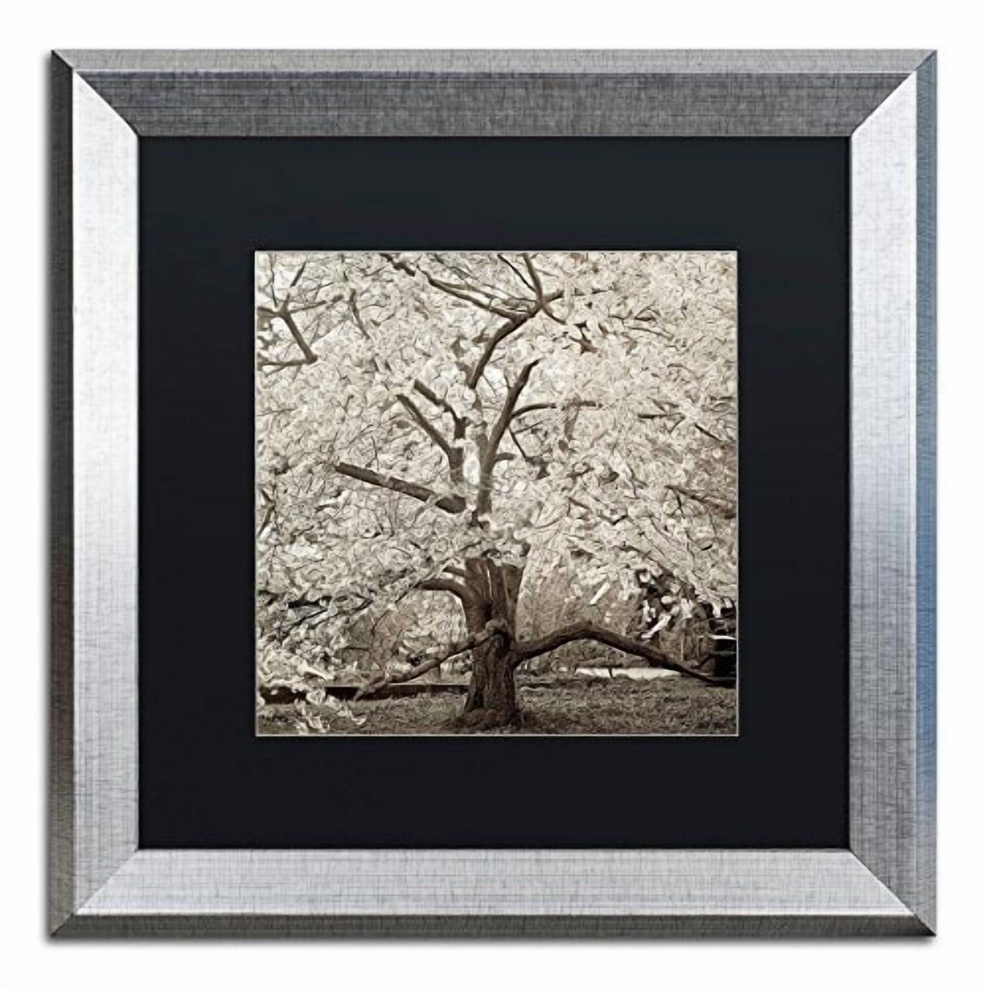 Trademark Fine Art "Hampton Magnolia II" Canvas Art by Alan Blaustein, Black Matte, Silver Frame