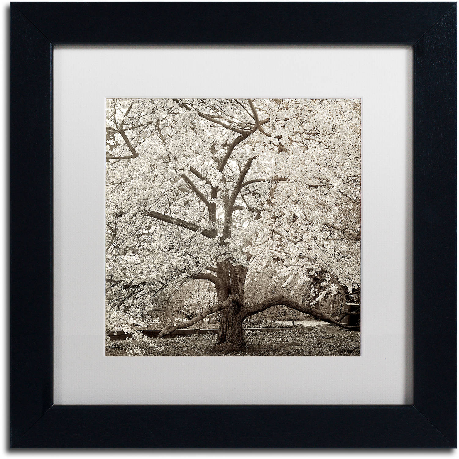 Trademark Fine Art "Hampton Magnolia II" Canvas Art by Alan Blaustein, White Matte, Black Frame