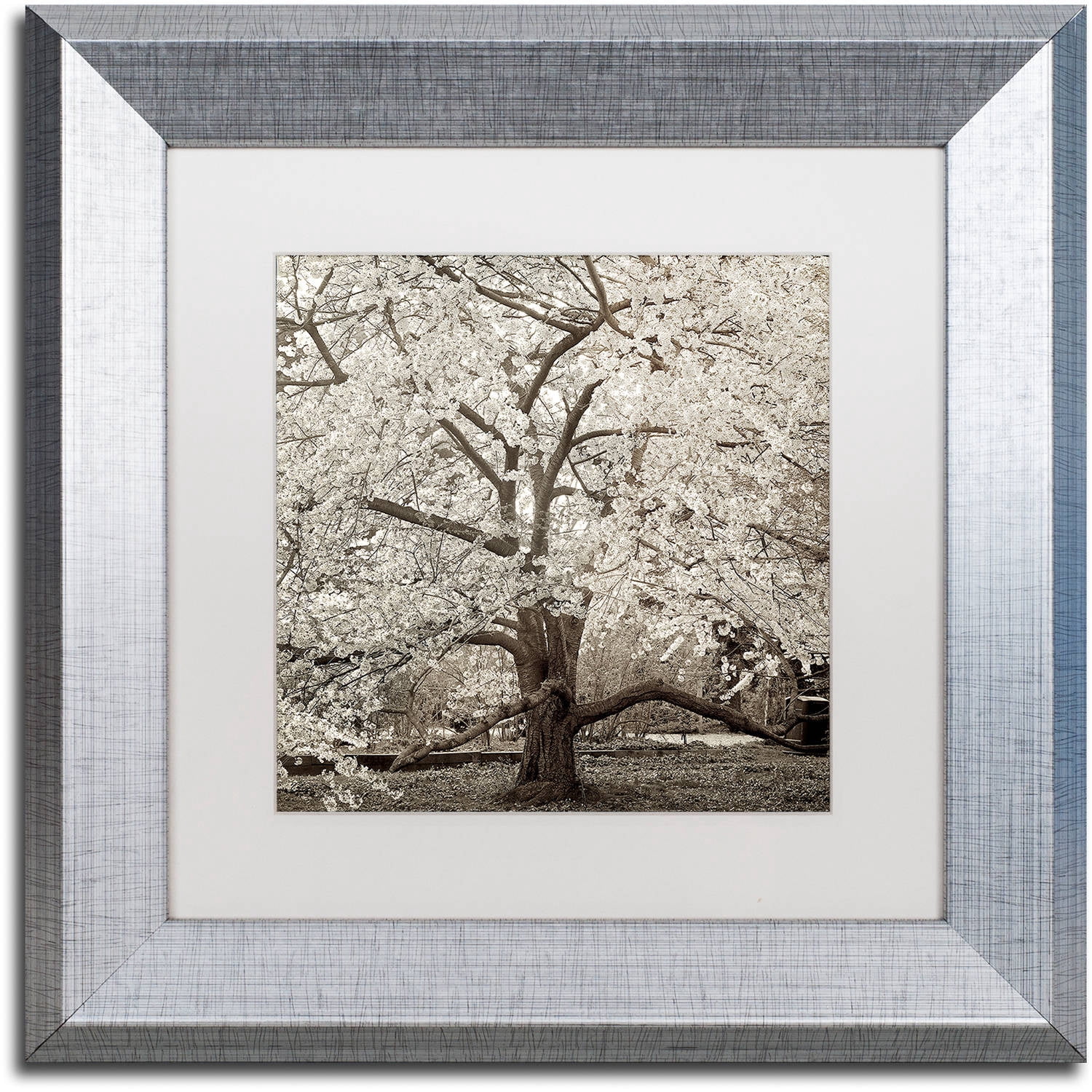 Trademark Fine Art "Hampton Magnolia II" Canvas Art by Alan Blaustein, White Matte, Silver Frame