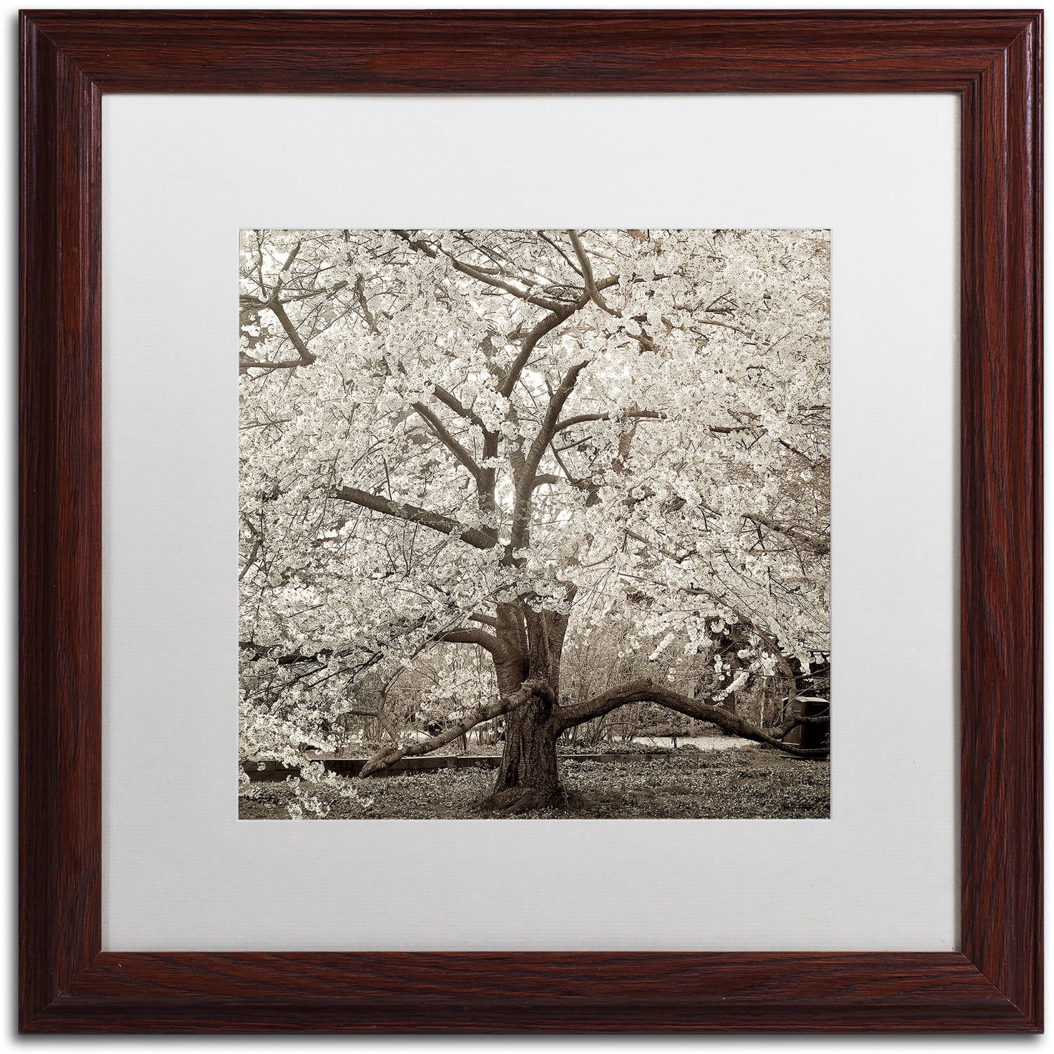 Trademark Fine Art "Hampton Magnolia II" Canvas Art by Alan Blaustein, White Matte, Wood Frame