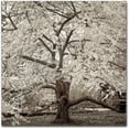 thumbnail image 1 of Trademark Fine Art "Hampton Magnolia II" Canvas Art by Alan Blaustein, 1 of 3