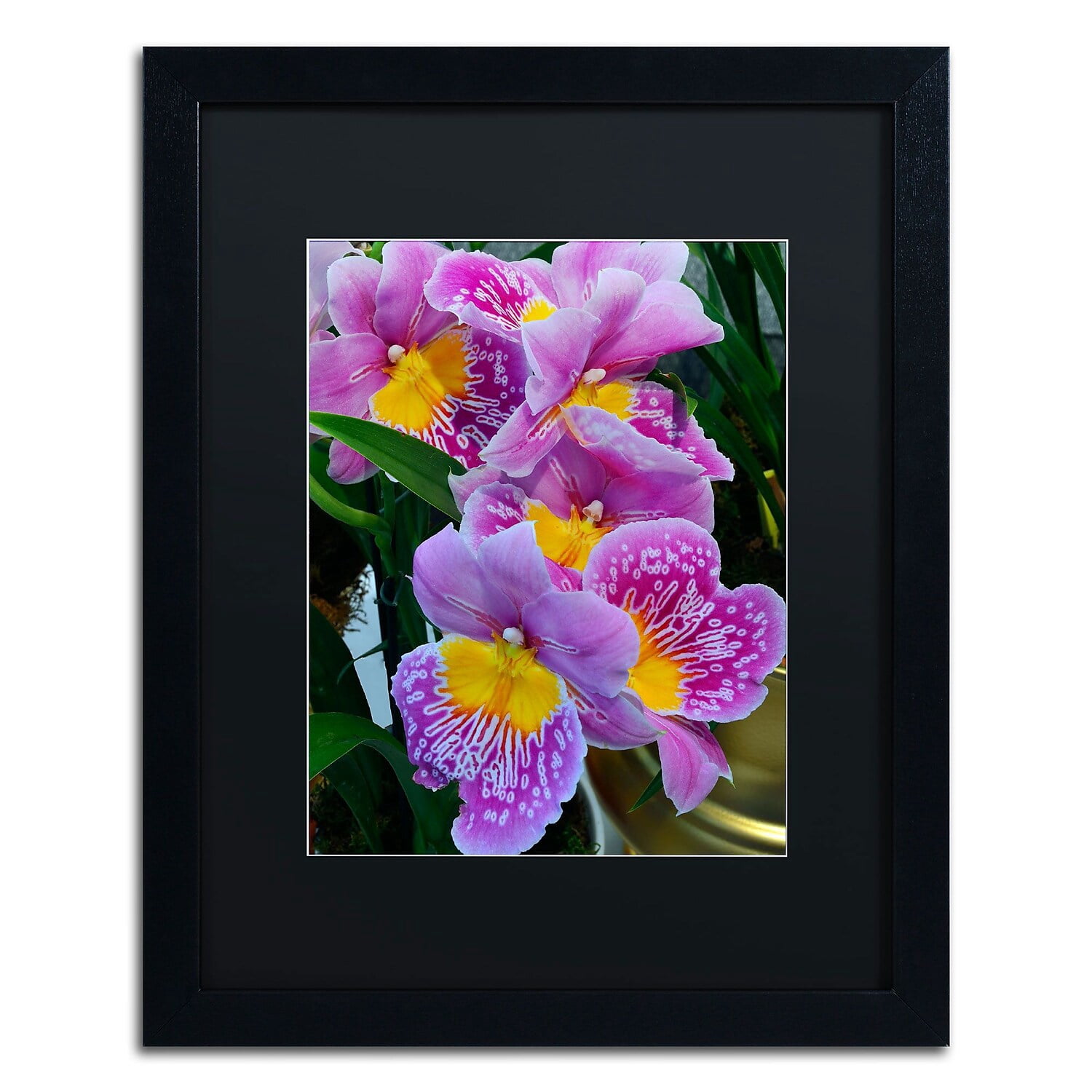 Trademark Fine Art "Happy Orchids" Canvas Art by Kurt Shaffer, Black Matte, Black Frame
