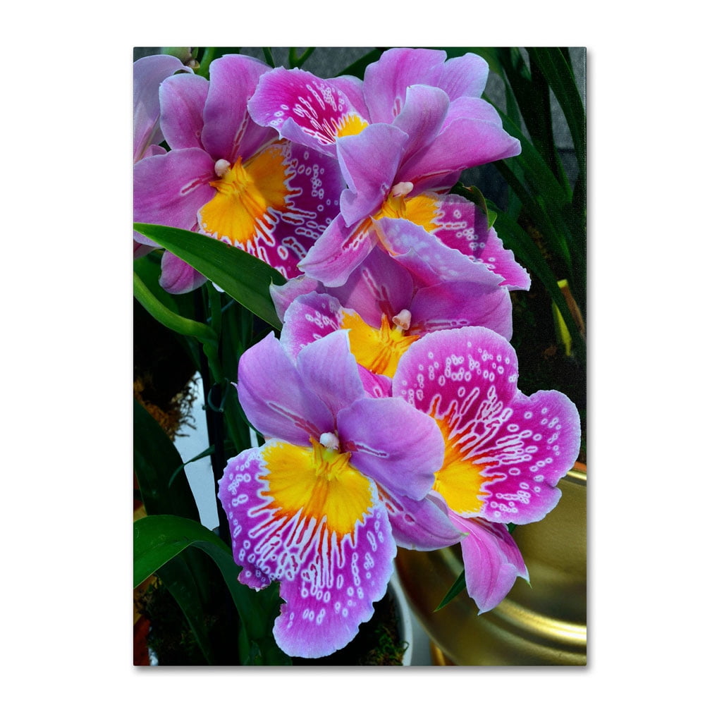 Trademark Fine Art "Happy Orchids" Canvas Art by Kurt Shaffer