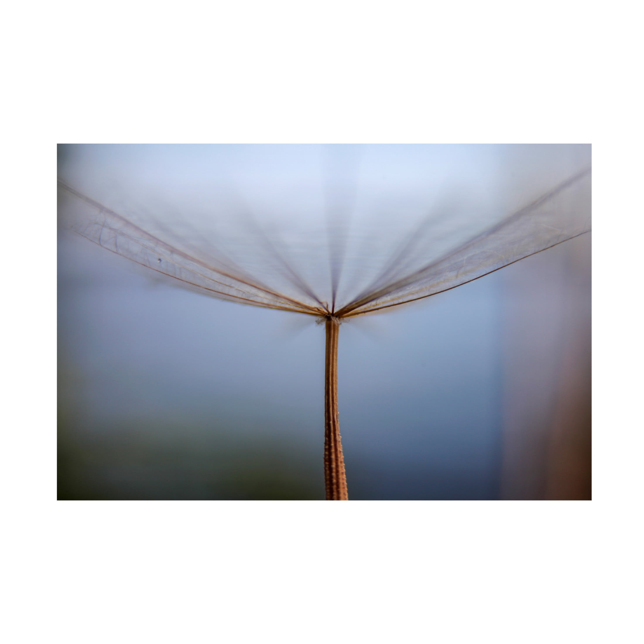 Trademark Fine Art Hassan Dehdaran Jabry Dandelion Canvas Wall Art
