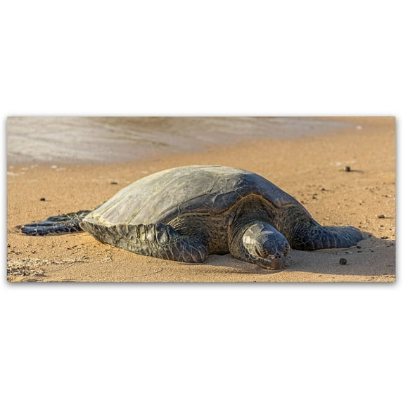 Trademark Fine Art 'Hawaiian Green Sea Turtle' Canvas Art by Pierre Leclerc