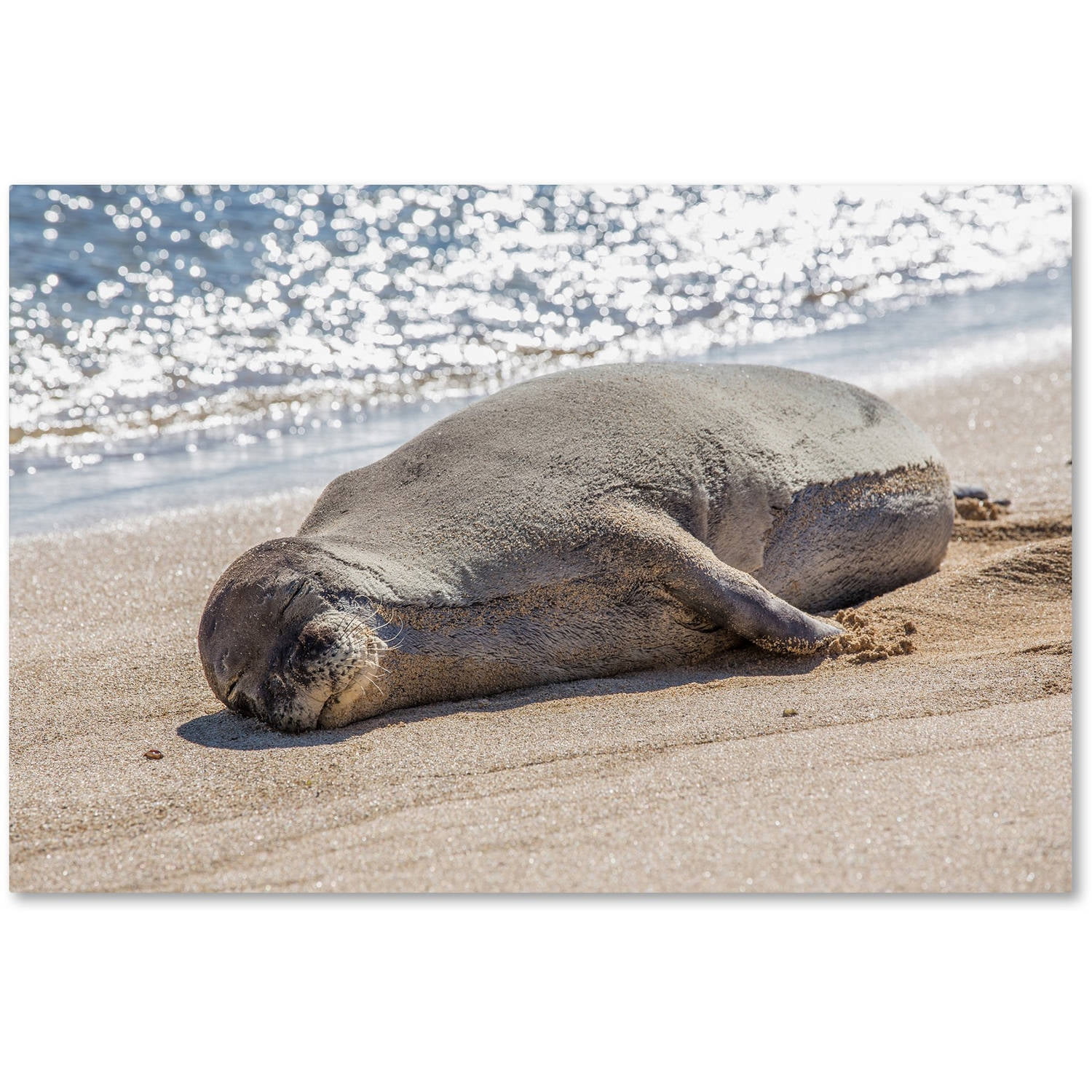 Trademark Fine Art 'Hawaiian Monk Seal' Canvas Art by Pierre Leclerc