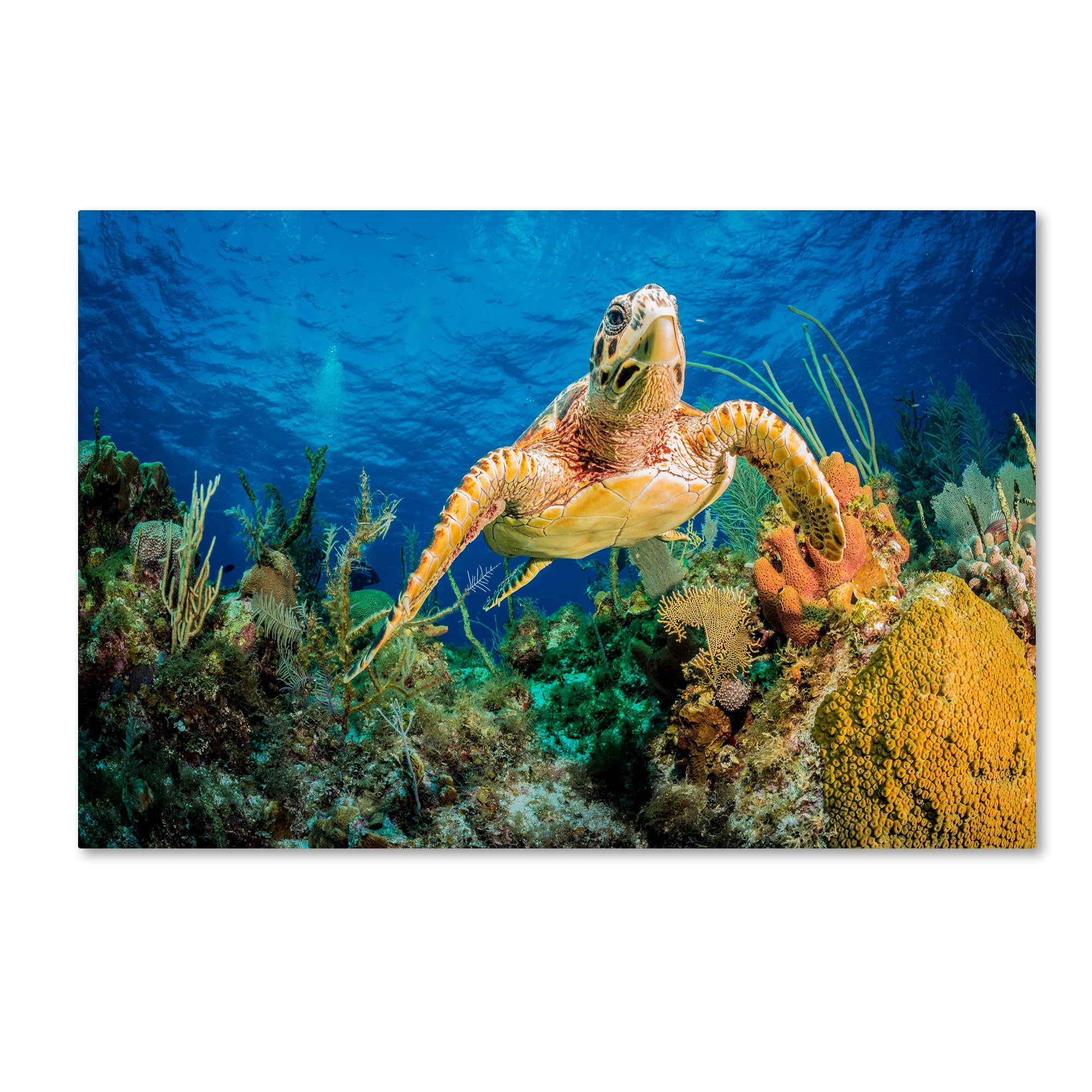 Trademark Fine Art 'Hawksbill Turtle' Canvas Art by Jan Abadschieff
