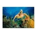 thumbnail image 1 of Trademark Fine Art 'Hawksbill Turtle' Canvas Art by Jan Abadschieff, 1 of 3
