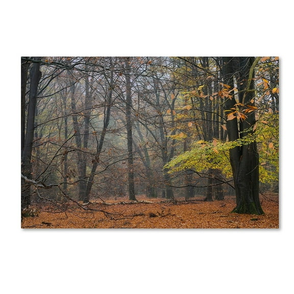 Trademark Fine Art 'Hazy Wood' Canvas Art by Cora Niele