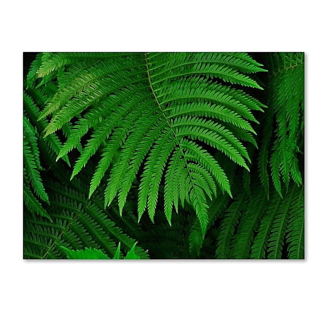 Trademark Fine Art "Healing Ferns" Canvas Wall Art by Kurt Shaffer