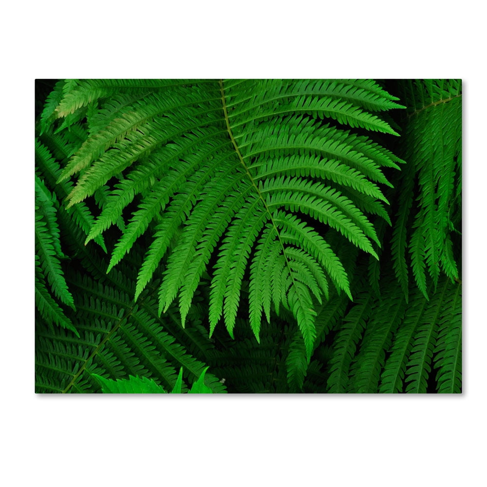 Trademark Fine Art "Healing Ferns" Canvas Wall Art by Kurt Shaffer